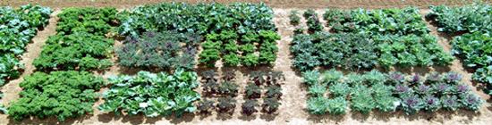 Brassica oleracea Diversity