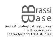 brassibase